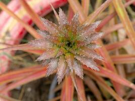 proche en haut de petit ananas. photo