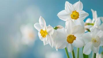 narcisse fleurs afficher blanc pétales et Floraison dans printemps mettant en valeur floral beauté photo
