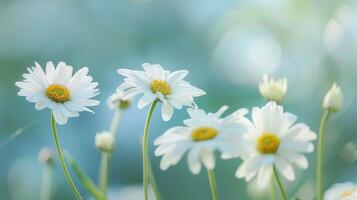 Marguerite fleurs dans Floraison avec doux bokeh et lumière du soleil dans une tranquille jardin photo