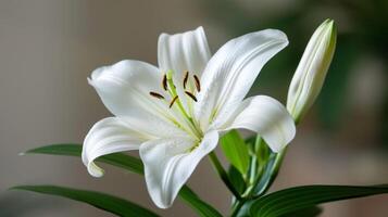 blanc lis fleur avec délicat pétales et détaillé étamine dans une Naturel réglage photo