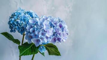 fermer de bleu hortensia fleurs mettant en valeur nature, flore, et botanique beauté avec vibrant pétales photo