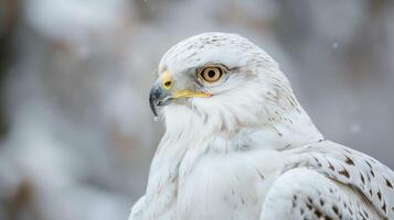 fermer portrait de une majestueux Aigle avec tranchant yeux et détaillé plumes dans Naturel neigeux environnement photo