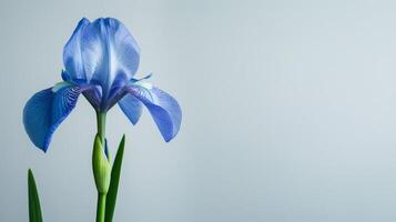 bleu iris fleur avec délicat pétales épanouissement dans la nature vitrines botanique élégance et printemps beauté photo