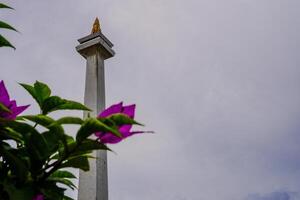 central Djakarta, janvier 30, 2024 - le rose fleurs Regardez magnifique contre le toile de fond de le indonésien nationale monument. photo
