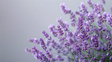 lavande fleurs Floraison avec violet teintes dans une tranquille jardin réglage photo