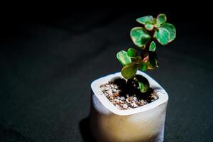 cactus fleur dans blanc pot sur noir arrière-plan, photo