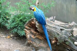 le bleu et jaune ara, aussi connu comme le bleu et or ara, est une grand perroquet originaire de à le néotropiques avec une principalement bleu dos, lumière Jaune Orange ventre, et vert tête plumes. photo