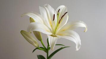 blanc lis fleur dans Floraison montrant pétales, pistil, étamine, et élégant la nature détails photo