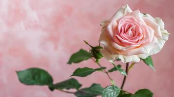 fermer de une délicat rose Rose avec une doux romantique Floraison et pétales photo