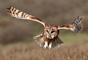 une proche en haut de une fauve hibou dans vol photo