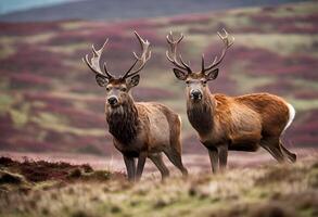 une vue de une rouge cerf dans le montagnes photo