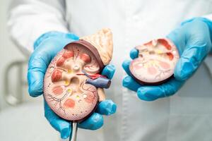 un rein maladie, chronique un rein maladie ccd, médecin avec Humain modèle à étude et traiter dans hôpital. photo