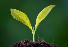 croissance Jeune les plantes avec lumière du soleil. sélectif se concentrer. durable agriculture et plante croissance concept photo