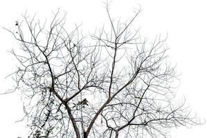 sans feuilles arbre isolé sur blanc Contexte. photo