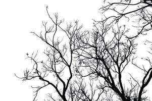 sec arbre branches isolé sur blanc Contexte photo