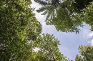 une vue de le bas de une gros arbre dans le forêt. photo