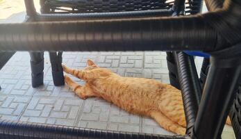 coup de le chat en jouant en plein air sur ensoleillé chaud soir. animal de compagnie photo