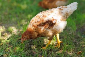 une rouge poule broute sur le herbe photo