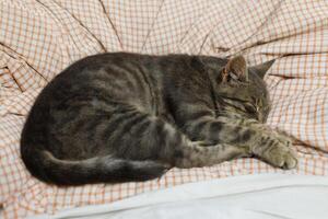 une gris chat dort sur une lit à nuit photo