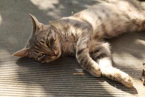 une gris chat mensonges et repose photo