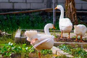 une groupe de oies rassemblement dans une ferme champ. photo