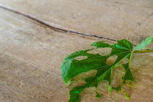 fermer vue de feuilles mangé par les chenilles mensonge sur une en bois tableau. photo