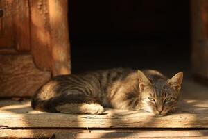 gris chat est en train de dormir sur seuil de porte photo