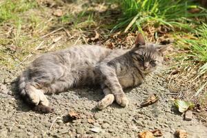 une gris chat mensonges et repose photo