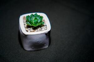 fermer vue de une cactus dans une blanc pot sur une noir chiffon. photo