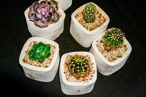 Haut vue de une groupe de petit cactus fleurs dans une blanc pot. photo