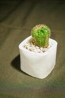 cactus fleurs dans petit des pots Regardez proche sur une noir chiffon. photo