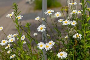 petit Marguerite fleurs avec le Nom mai reine photo