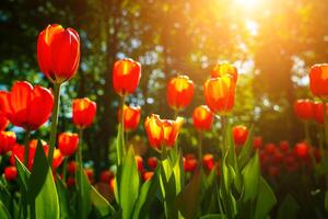 rouge tulipes allumé par lumière du soleil sur une fleur lit. aménagement paysager. photo