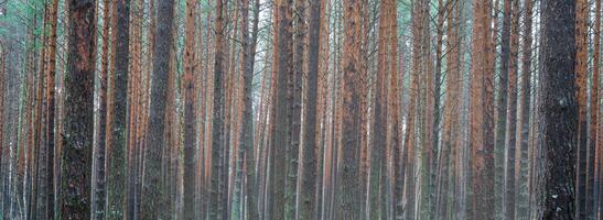 panorama de pin l'automne brumeux forêt. Lignes de pin les troncs enveloppé dans brouillard sur une nuageux journée. photo