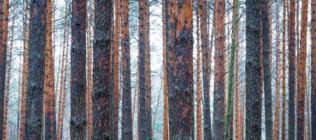 panorama de pin l'automne brumeux forêt. Lignes de pin les troncs enveloppé dans brouillard sur une nuageux journée. photo