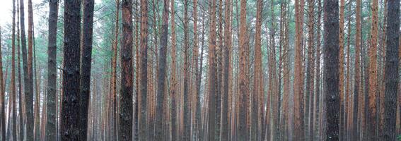 panorama de pin l'automne brumeux forêt. Lignes de pin les troncs enveloppé dans brouillard sur une nuageux journée. photo