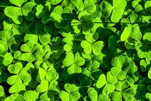 Contexte avec vert trèfle feuilles pour Saint patrick's journée. trèfle comme une symbole de fortune. photo