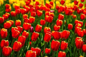 rouge et Jaune tulipes allumé par lumière du soleil sur une fleur lit. aménagement paysager. photo