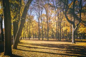 feuille tomber dans le ville parc dans d'or l'automne. paysage avec érables et autre des arbres sur une ensoleillé journée. ancien film esthétique. photo