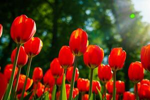 rouge tulipes allumé par lumière du soleil sur une fleur lit. aménagement paysager. photo