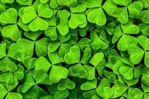 Contexte avec vert trèfle feuilles pour Saint patrick's journée. trèfle comme une symbole de fortune. photo