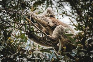 koala dans le canopée photo