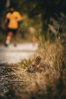 Piste coureur et le lapin photo