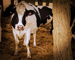 laitier vache dans pastorale réglage photo