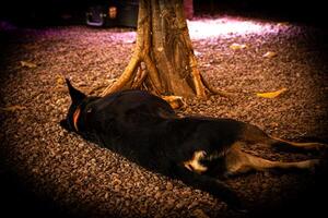 repos en dessous de le arbre photo