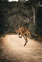 majestueux kangourou saut photo