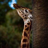 la girafe doux embrasse photo