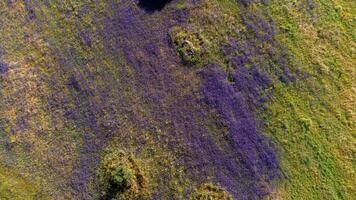 un aérien vue de un Alentejo champ vitrines une vibrant paysage. luxuriant vert végétation se répand à travers le terrain, à pois avec grappes de violet fleurs, création une pittoresque et serein scène. photo