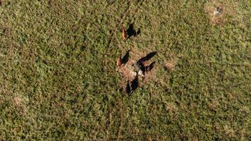 aérien vue de une troupeau de vaches pâturage sur une vaste Alentejo champ dans le Portugal. photo