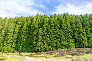 verdoyant conifère forêt alentours Lagoa faire nègre, terceira île, açores. une tranquille oasis de Naturel beauté. photo